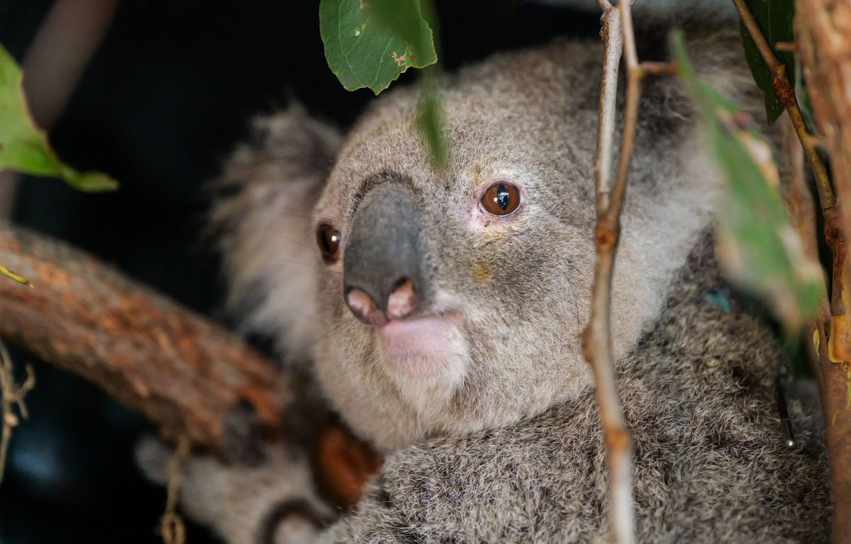 Australie : Les mesures pour sauver les koalas encore renforcées