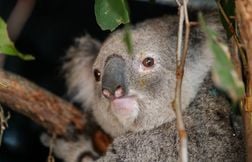 L’Australie renforce encore les mesures pour sauver les koalas