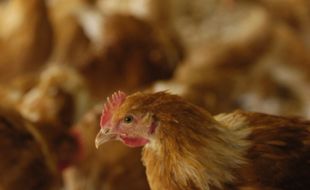 Illustration d'un élevage de poulets.