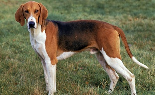 Un chien poitevin. Illustration.