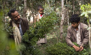 Illustration de la production de khat, au Yémen, près de la capitale Sanaa. Les feuilles de cet arbuste sont considérées comme de la drogue en France.