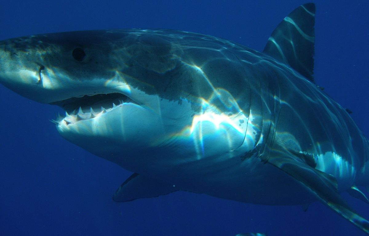 États-Unis : Un garçon de 8 ans mordu par un requin est secouru par sa grande sœur de 10 ans image