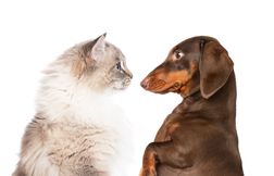 Chat vs chien : qui est vraiment le plus intelligent ?
