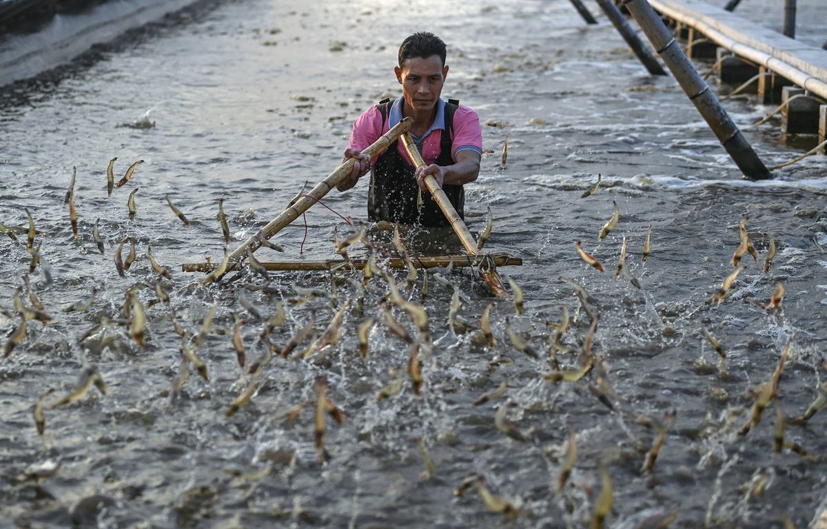 La pêche est détrônée par l???aquaculture pour la première fois au monde