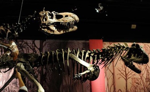 Mercredi 14 avril 2010 débute dans la grande galerie de l’évolution du Muséum national d’Histoire Naturelle l’exposition «Dans l’ombre des dinosaures».