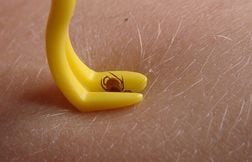 Tique, punaise ou moustique ? Savoir qui nous a piqués