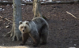 La population d'ours des Pyrénées a été sauvée grâce à l'introduction depuis 1996 de plantigrades originaires de Slovénie. Illustration.