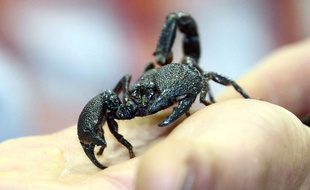 Un scorpion au London Pet Show, en mai 2014.