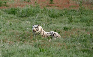 L'histoire rappelle 2011, lorsqu'un tigre avait étévu en liberté en Grande-Bretagne. Les autorités avaient employé les grands moyens: hélicoptères et détecteurs thermiques, bouclage du périmètre et mobilisation de la police. Pour découvrir qu'il s'agissait d'une simple peluche. Balle au centre, la France vient d'égaliser !