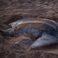 La tortue luth échouée dans le Finistère avait avalé des déchets plastiques