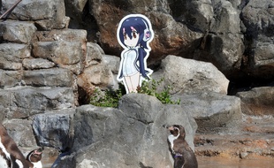 Le zoo de Tobu au Japon a annoncé vendredi 13 octobre le décès de Petit Raisin, son célèbre manchot amoureux.