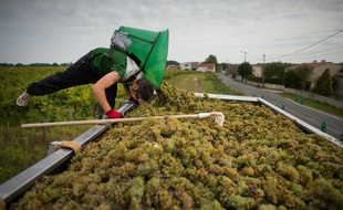 Des vendanges du muscadet à Clisson (illustration).