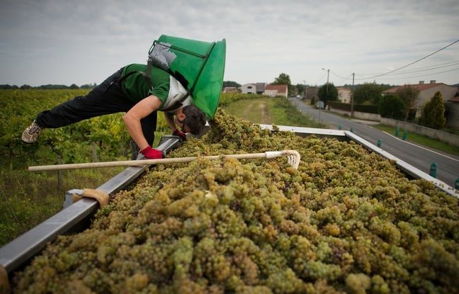 Loire-Atlantique : Des vendanges exceptionnelles précoces dès ce mardi dans le muscadet