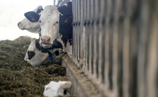 Illustration de vaches à Vallerois-Le-Bois, en France