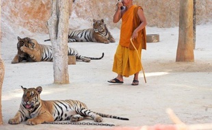 Un projet de barrage qui inonderait un parc national de l'ouest de la Thaïlande représente une "nouvelle menace significative" pour les derniers tigres sauvages du pays, a estimé mercredi le Fonds mondial pour la nature (WWF).