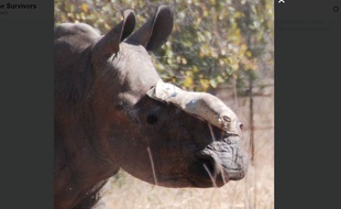 Photo du rhinocéros