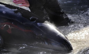 Une soixantaine de baleines pilotes sont mortes après s'être échouées sur une plage isolée de l'île sud de Nouvelle-Zélande, un phénomène qui se produit deux à trois fois par an dans cette région du globe mais qui reste inexpliqué par les scientifiques, ont indiqué mercredi les autorités.