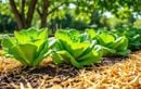 Comment garder des laitues tendres tout l’été : semis malin à l’ombre et paillage pour une récolte réussie même en plein soleil