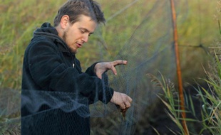 L'ornithologiste Michal Redlisiak sort d'un filet un roitelet huppé le 3 octobre 2015 près de Krynica Morska dans le nord de la Pologne