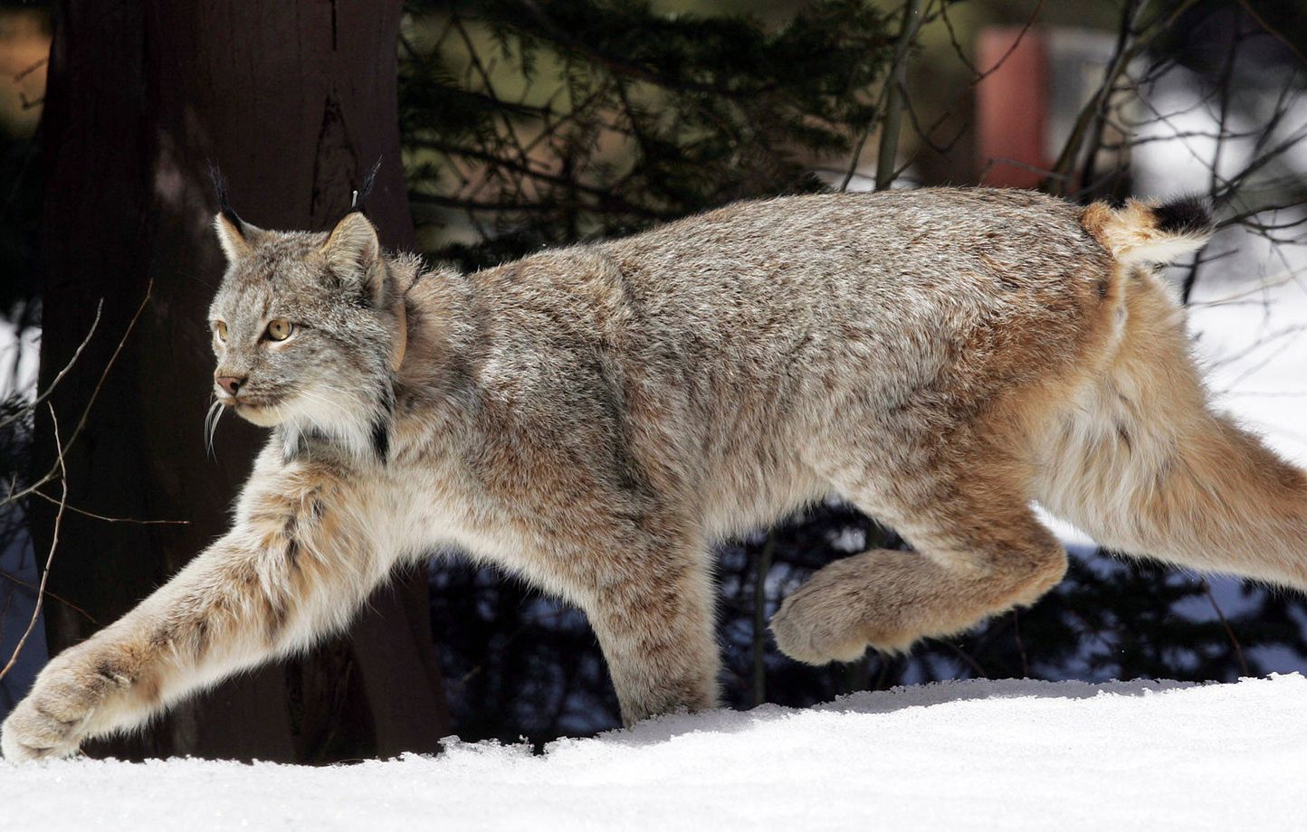 Un garde-faune suisse a tué trois lynx par erreur dans le massif du Jura alors qu’il pensait chasser des loups.