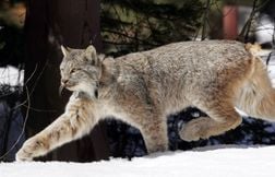 Un chasseur professionnel suisse croit abattre des loups et tue trois lynx …