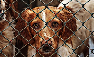 La maltraitance animale sera passible de dix ans de prison en Grèce (illustration).