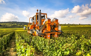 Illustration des vendanges en Bourgogne.