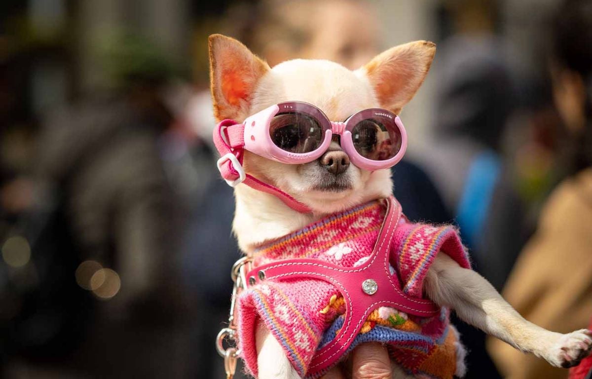 Le chihuahua, dernier héritier des chiens précoloniaux