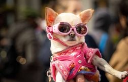 Le chihuahua, dernier héritier des chiens précoloniaux