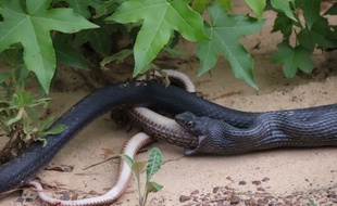 Un serpent qui vomit un serpent - Le Rewind