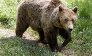 La population d'ours des Pyrénées s'est agrandie cette année de deux nouveaux venus qui viennent d'être repérés côté espagnol et font prudemment espérer aux défenseurs du plantigrade une nouvelle dynamique de peuplement.
