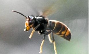 Un frelon asiatique en chasse.