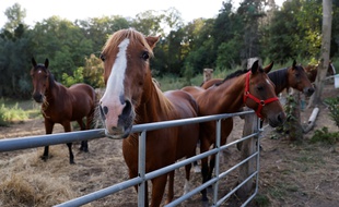 Un élevage de chevaux en France, à Plailly le 7 septembre 2020.