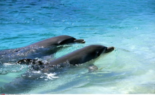 Deux dauphins nagent de concert aux Honduras.