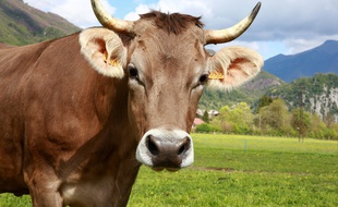 Image d'illustration d'une vache.