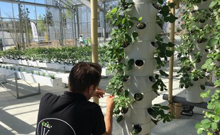 Les cultures à la verticale permettent de proposer des plantations en milieu urbain.