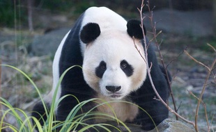 Yang Guang, le mâle panda du zoo d'Edimbourg, le 3 décembre 2012.