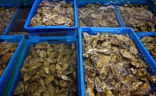 La préfecture de la Gironde, qui avait interdit vendredi la pêche, le ramassage, la distribution et la consommation des moules du bassin d'Arcachon, a émis samedi une mesure similaire uniquement pour l'ensemble des coquillages du banc d'Arguin, toujours en raison de la présence de toxines.