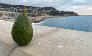 Un avocat de l'exploitation de Carros, à l'ouest de Nice.