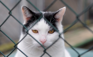Chat à la SPA de Strasbourg. (Archives)