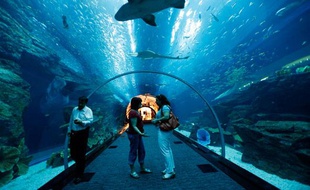 Et l'un des plus grand aquarium au monde où le visiteur peut y contempler requins, raies et plus de 85 espèces marines différentes.