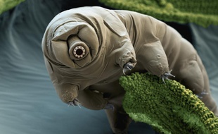 Congelés pour une expérience après leur capture en Antarctique en 1983, des tardigrades (ou ourson d'eau) ont été ramenés à la vie par des scientifiques japonais en mai 2014.