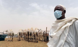 Un Saoudien porte un masque tandis qu'il travaille au contact de dromadaires, dans sa ferme près de Riyad, le 12 mai 2014