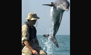 Photo fournie par l'U.S. Navy, montrant le sergent Andrew Garrett et K-Dog, un grand dauphin de unité de mammifères marins de l'armée américaine, lorsd 'un entraînement dans le Golfe persique, près de l'USS Gunston Hall, le 18 mars 2003.