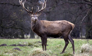 Un grand cerf au Danemark