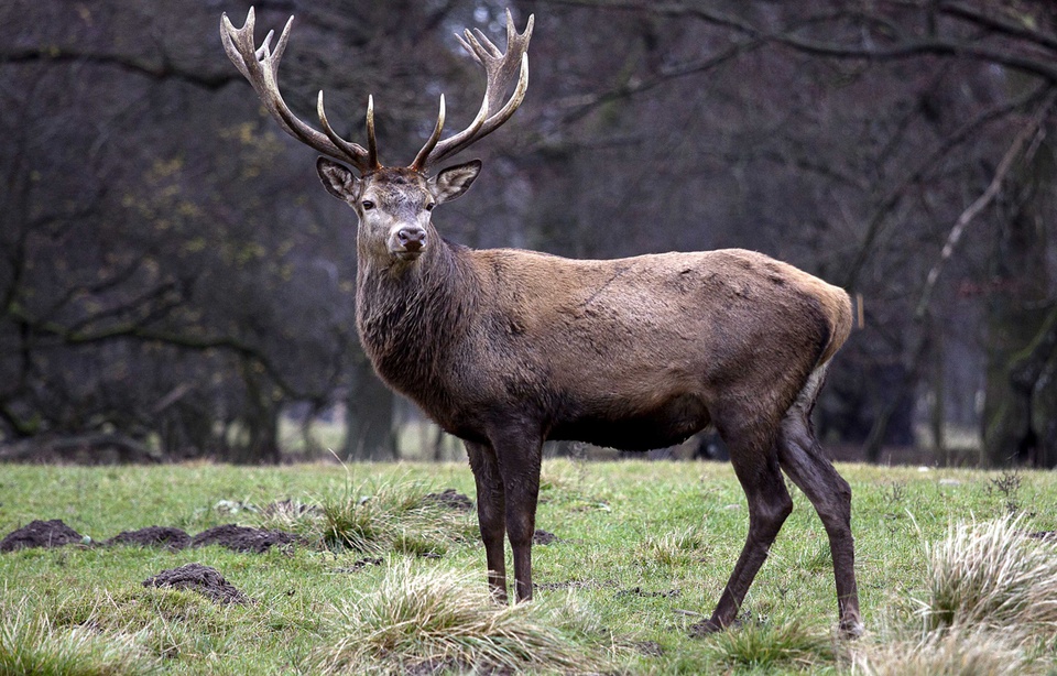 960x614_grand-cerf-danemark