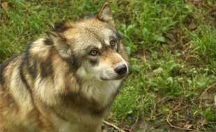 Pour mieux intégrer les loups, une technique consiste à les dégoûter de la viande
