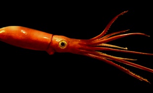 Un calamar (illustration)