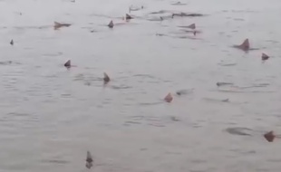 Des dizaines de requins sur une plage anglaise