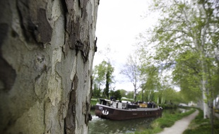 Toulouse, le 23 avril 2013. Les platanes bordent le long du canal du midi. Ici près de Ramonville.